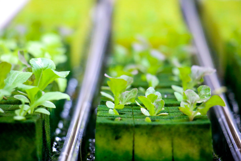 plantinghydroponics.com