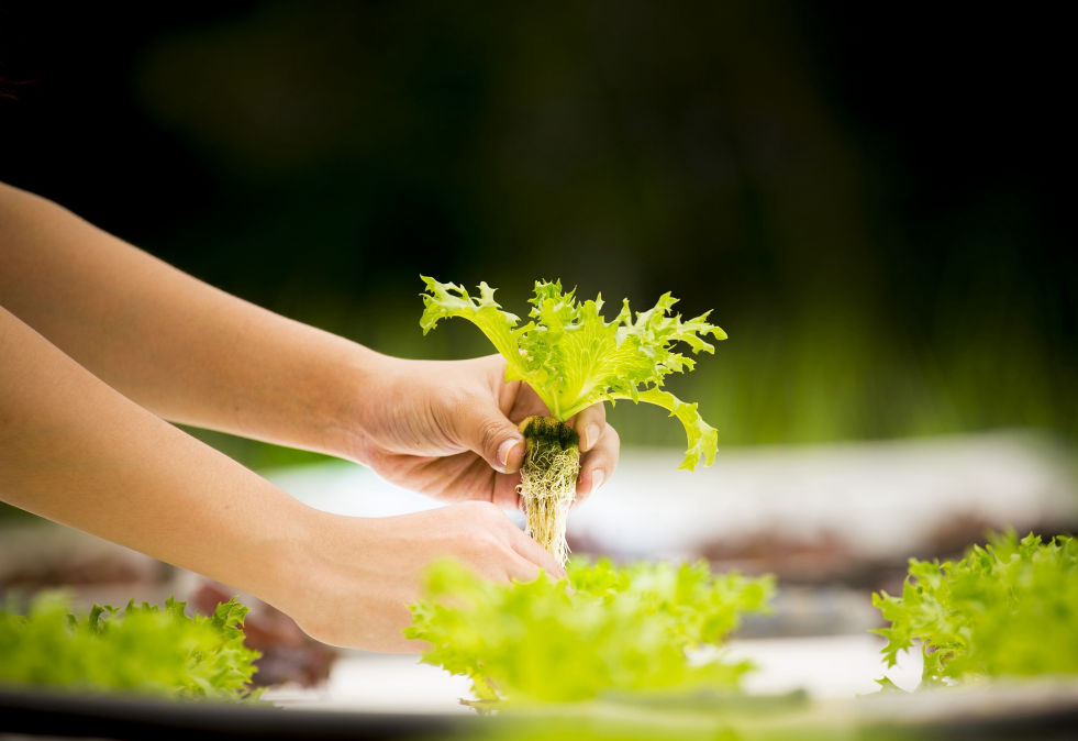 plantinghydroponics.com